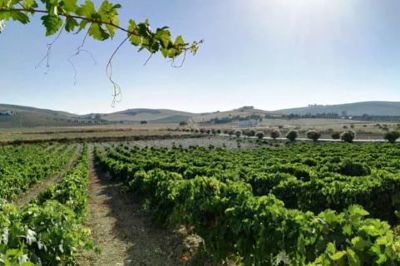 Escursione a Jerez e Cadice da Siviglia logo