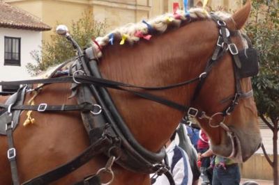 Horse carriage ride through Seville logo