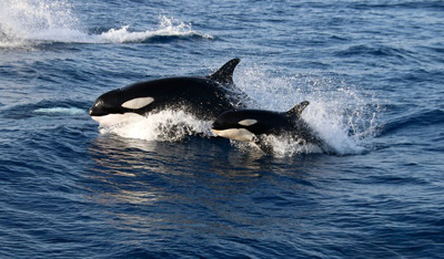 Cetaceans Watching in Tarifa logo